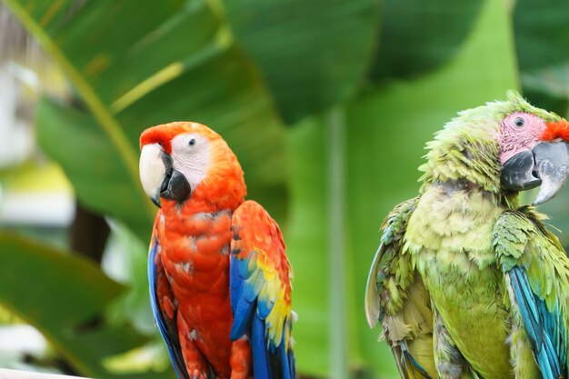 Tropische Papageien in der Natur