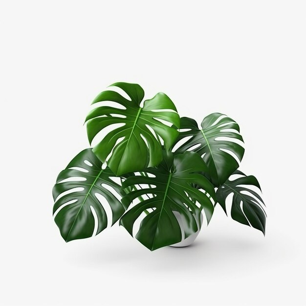 Tropische Paradiespalmen-Monstera-Blätter isoliert auf Weiß