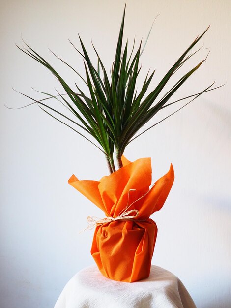 Tropische Pflanze Dracaena als Einrichtungsgegenstand Ein Geschenk in orangefarbenem Geschenkpapier auf einem Tisch mit einer weißen Serviette Weißer Hintergrund Dracaena oder Dracaenaceae