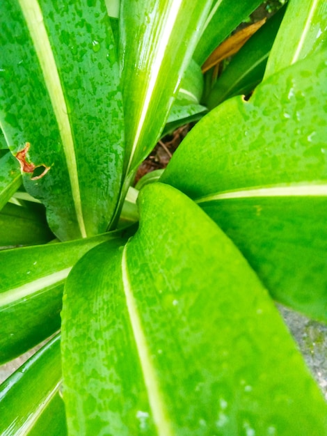 Foto tropische pflanze mit kreisförmigen blättern