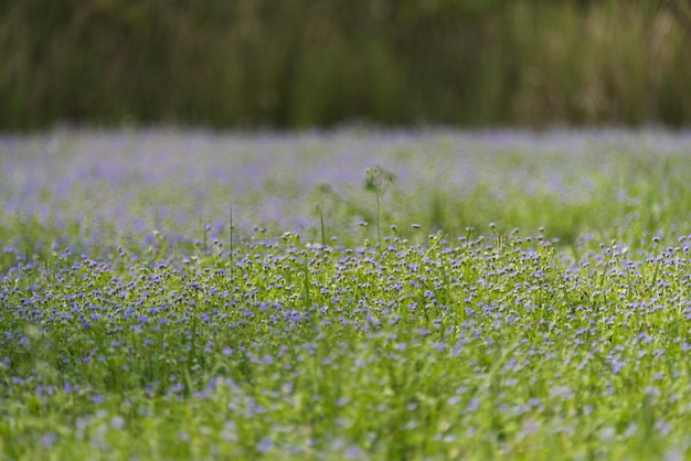 tropische Pflanze und Blume im Wald der Tiefe