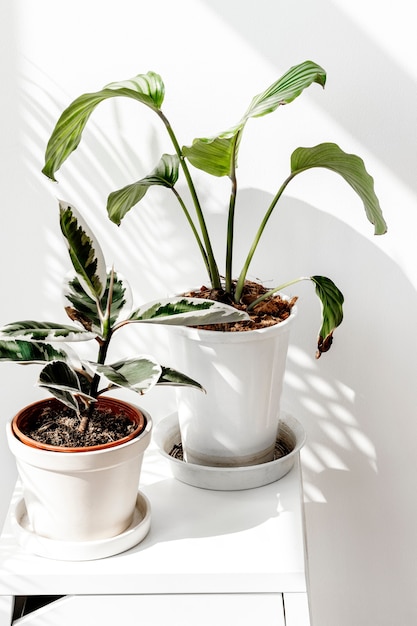 Tropische Pflanzen an einer weißen Wand mit Fensterschatten
