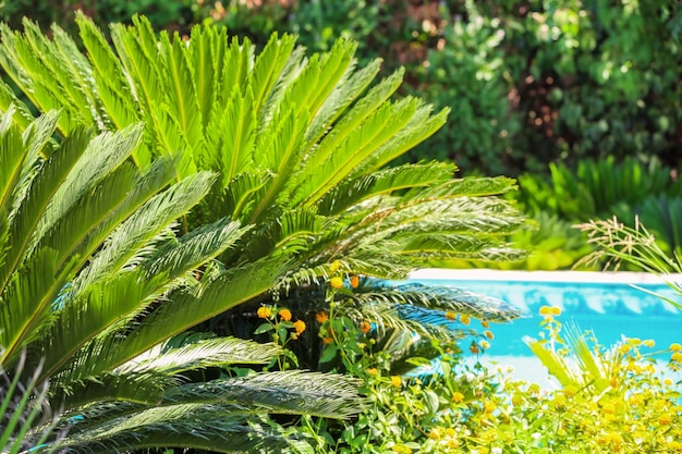 Tropische Pflanzen mit grünen Blättern im Resort