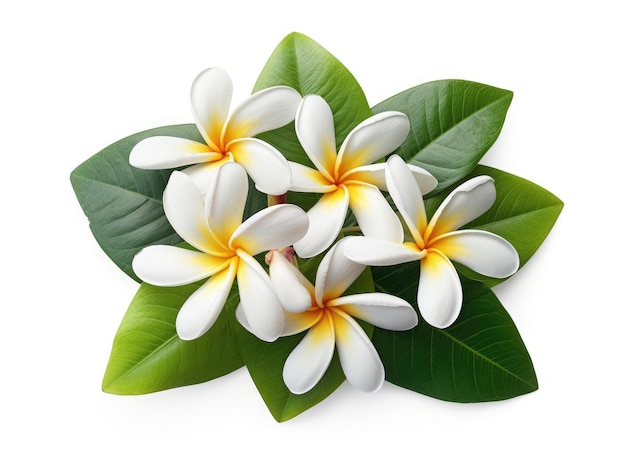 Tropische Plumeria-Blüten mit grünen Blättern isoliert auf Weiß