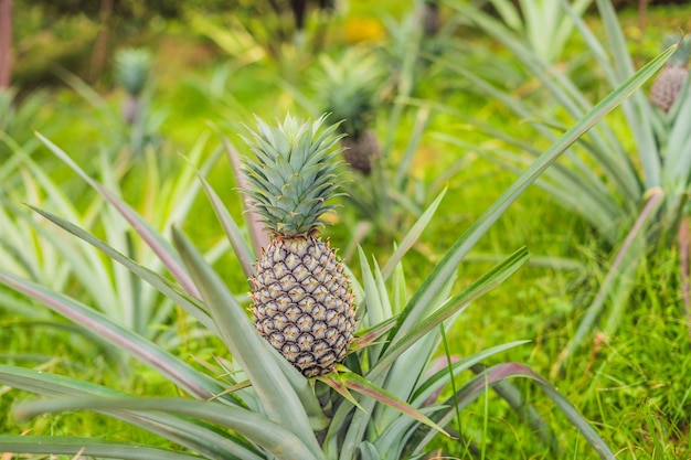 Tropische reife Frucht der Ananas, die im Garten wächst