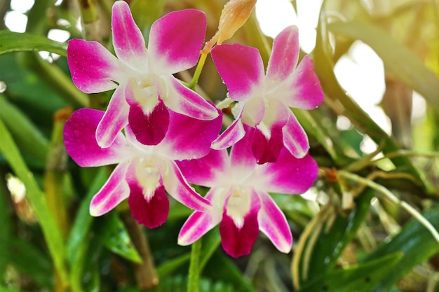 Tropische rosa Orchideenblume