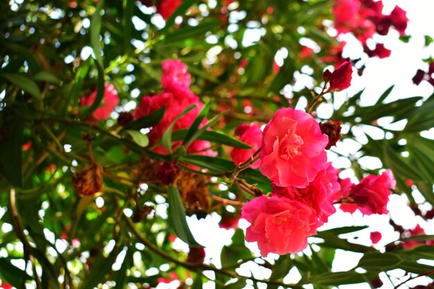 Foto tropische rote blume auf einem zweig mit grünen blättern oleander nahaufnahme