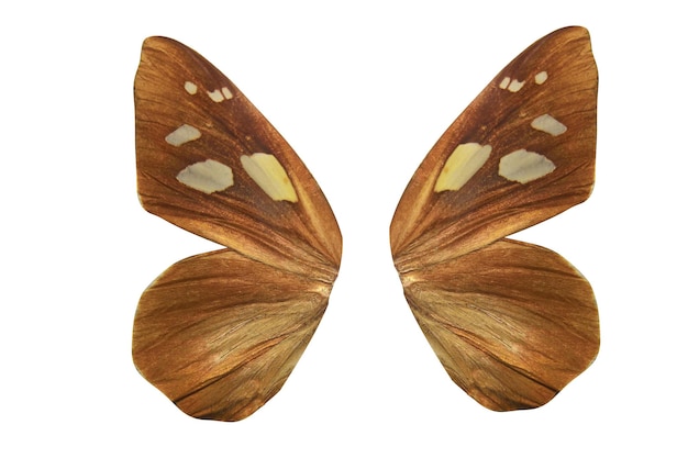 Tropische Schmetterlingsflügel isoliert auf weißem Hintergrund.