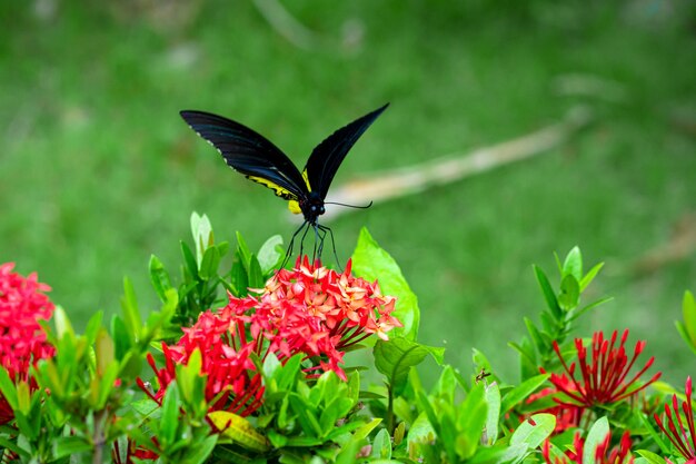 Tropische Schmetterlingsforellen Helena bestäubt Blumen im Garten.