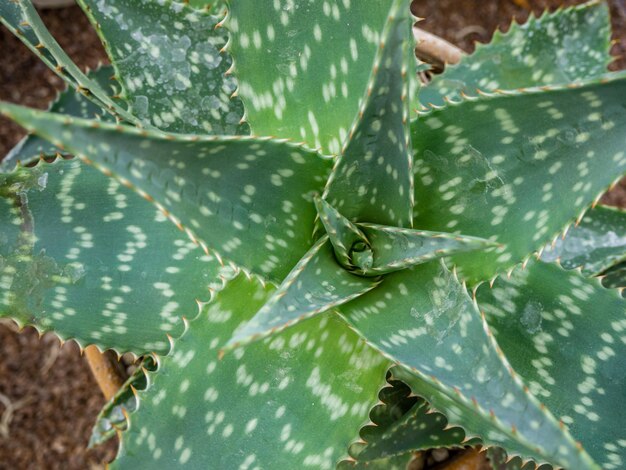 tropische stachelige Kakteen wachsen in einem botanischen Garten