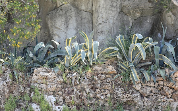 tropische Vegetation in einem Resorthotel