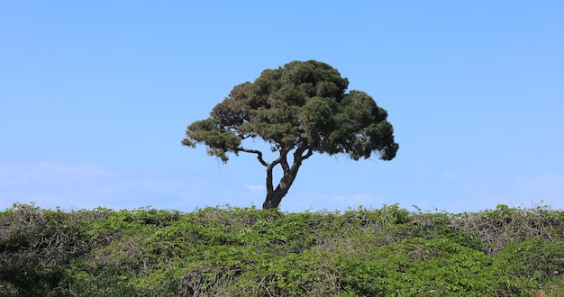 Foto tropische vegetation in einem resorthotel