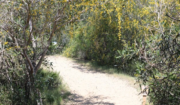 tropische Vegetation in einem Resorthotel