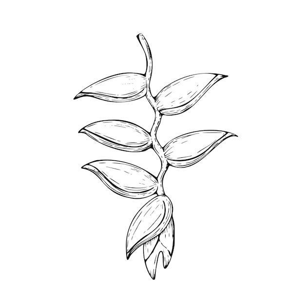 Tropische Vektor-Heliconia-Blumenillustration auf isoliertem Hintergrund Schöne botanische Handmalerei