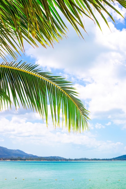 Tropische vertikale Landschaft Blaues Meer und Palmblätter auf dem Hintergrund des Himmels mit Wolken Reisen und Tourismus