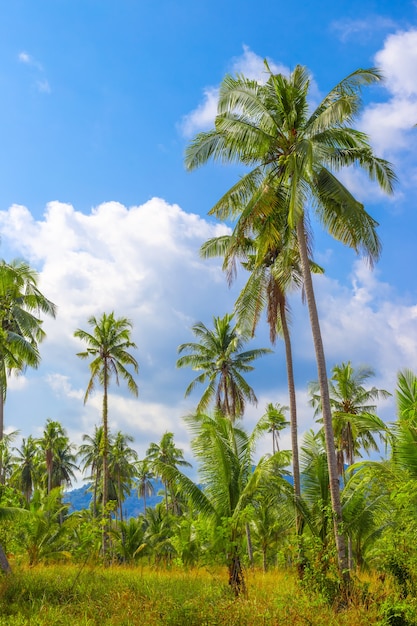 Tropische vertikale Landschaft. Hohe Kokospalmen im grünen Dschungel gegen den blauen Himmel. Reisen und Tourismus nach Asien.