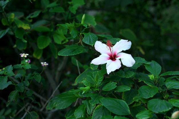 Tropische weiße Blume auf einem Busch