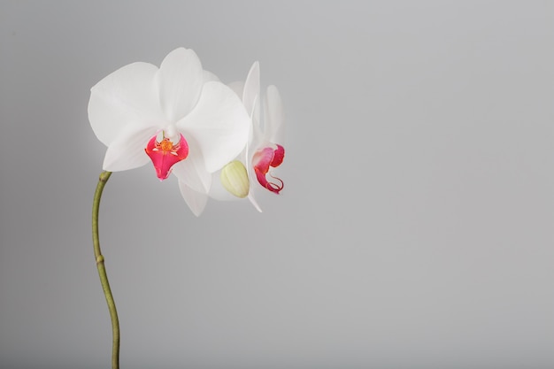 Tropische weiße Orchidee auf einem grauen, hellen Hintergrund. Freier Speicherplatz, Copy-Space