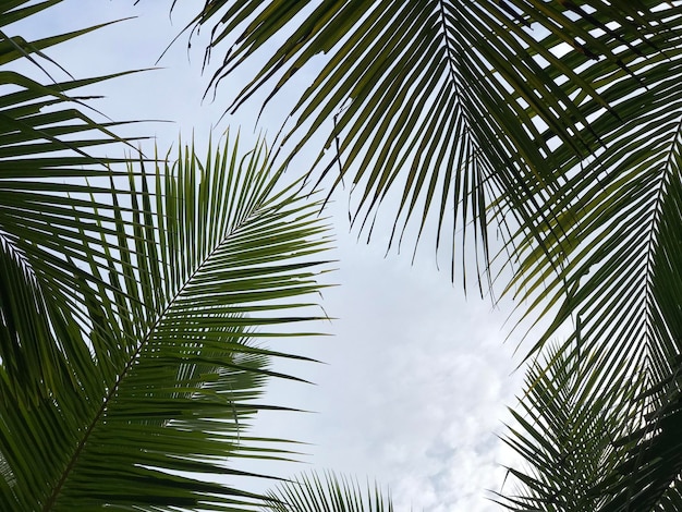 tropischen Palmblatt Hintergrund Nahaufnahme Kokospalmen perspektivische Ansicht