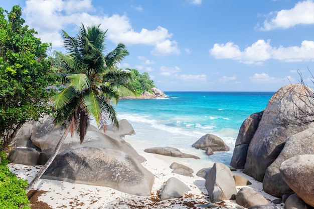 tropischen Strand mit Palmen