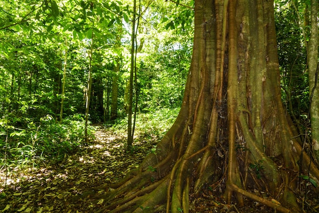 Tropischer Baum mitten im Dschungel Nicaraguas