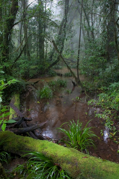 Foto tropischer bergwald