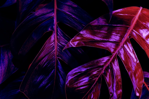 Tropischer blatthintergrund lila neonlicht getönt