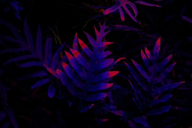 tropischer Blattwald leuchten im Schwarzlichthintergrund.