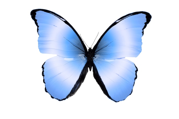 Tropischer blauer Schmetterling. isoliert auf weißem Hintergrund