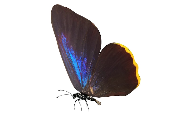 Foto tropischer bunter schmetterling lokalisiert auf weißem hintergrund