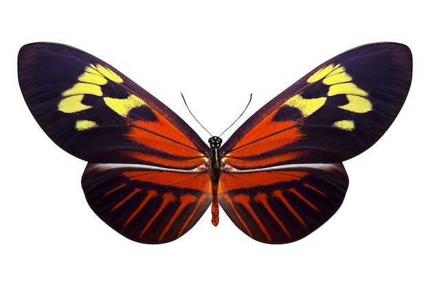 Tropischer bunter Schmetterling lokalisiert auf weißem Hintergrund