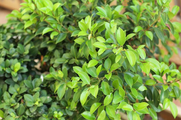 Tropischer Busch mit grünen Blättern in der Nähe