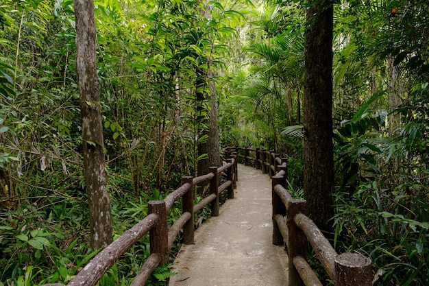 Tropischer Dschungel Südostasiens im Winter Thailand