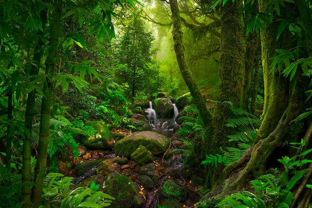 Tropischer Dschungel Südostasiens