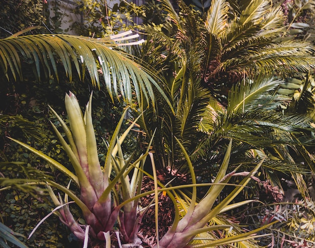 Tropischer Dschungelhintergrund mit Bäumen und Palmen Kopierbereich Selektiver Fokus