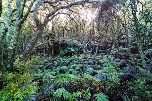 Tropischer Dschungelwald Neuseelands.