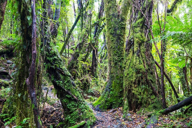 Tropischer Dschungelwald Neuseelands.