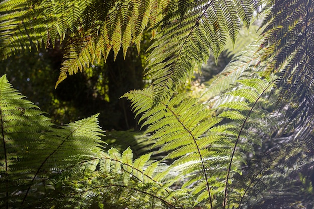 Tropischer Dschungelwald Neuseelands.