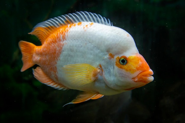 Tropischer Fisch Amphilophus citrinellus im Aquarium.