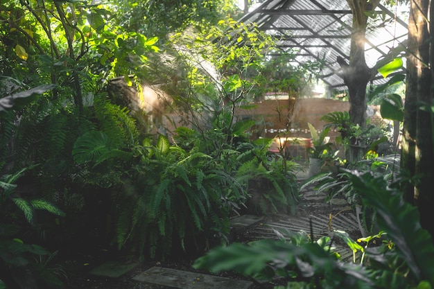 Tropischer Garten der Natur im Freien mit einer Baum- und Blattpflanze am Morgen des Nebels und des Sonnenlichts schöner grüner Wald im Sommerhintergrund Umgebung des Holzwachstums Landwirtschaft mit Sonnenlicht