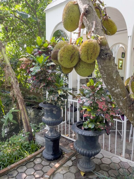 Tropischer Garten mit erstaunlichen Pflanzen und Blumen