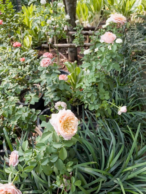 Foto tropischer garten mit erstaunlichen pflanzen und blumen