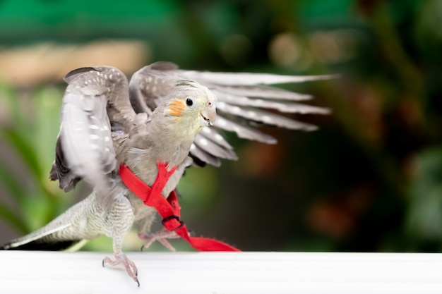 Foto tropischer gefangener papagei