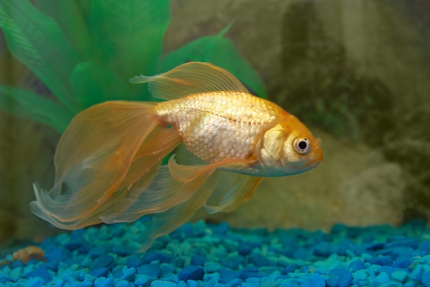 Foto tropischer goldener fisch im aquarium.