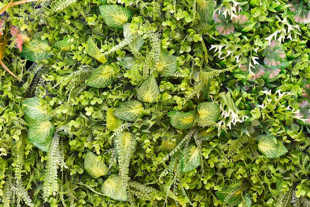 Foto tropischer grüner blumen- und pflanzenhintergrund