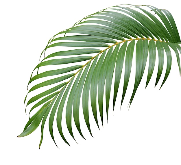 Tropischer grüner Palmblattbaum lokalisiert auf weißem Hintergrund