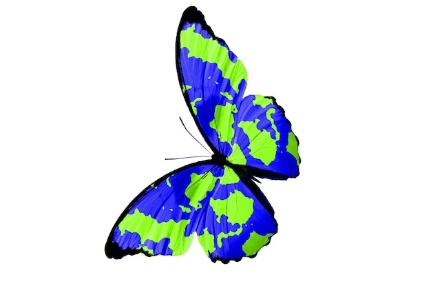 Tropischer grüner Schmetterling. isoliert auf weißem Hintergrund