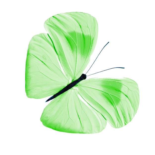 Tropischer grüner Schmetterling. isoliert auf weißem Hintergrund