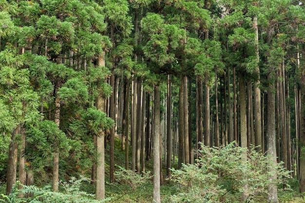 Tropischer grüner Wald