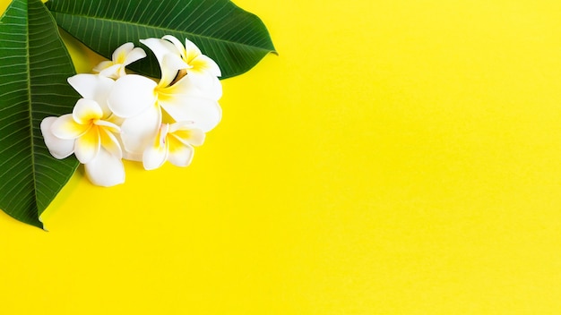 Tropischer Hintergrund mit Frangipani-Blüten und grünen Blättern mit Kopierraum